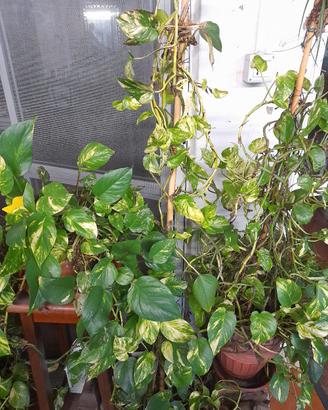 Pothos Variegato (talee e piante)