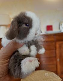 Mini Lop Ariete Nano