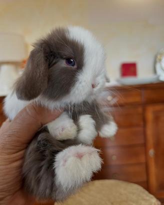 Mini Lop Ariete Nano