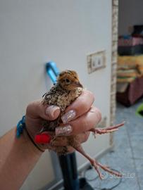 Quaglie