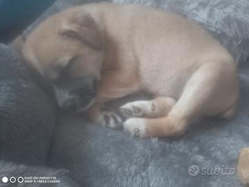 Cucciola 8 settimane