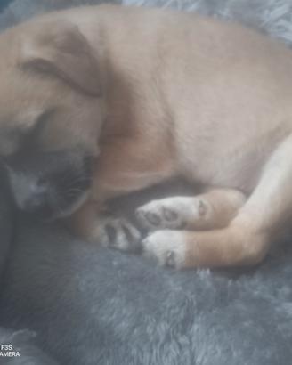 Cucciola 8 settimane