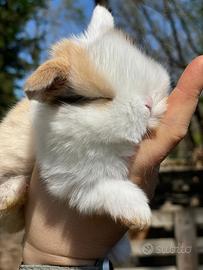 Conigli nani minilop