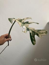 Talea monstera albovariegata