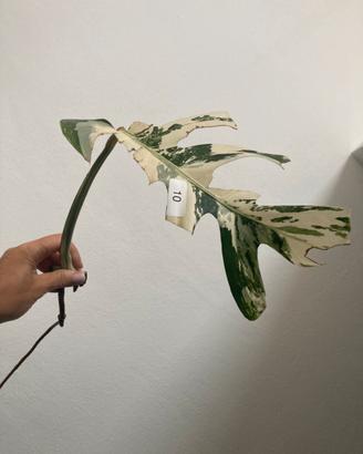 Talea monstera albovariegata