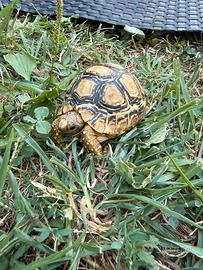 Stigmochelys pardalis tartaruga