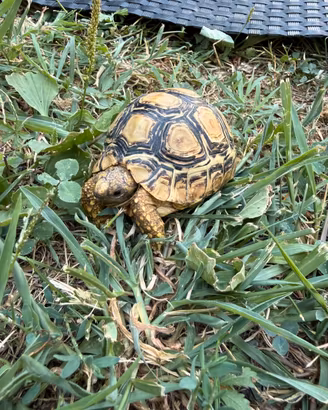 Stigmochelys pardalis tartaruga
