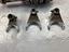 Immagine 7