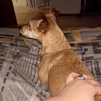 Pinscher Femmina per accoppiamento