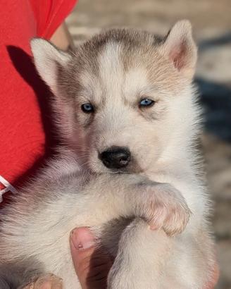 Cuccioli di Siberian Husky