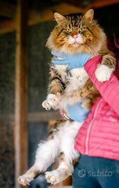 Gattini Maine Coon con pedigree
