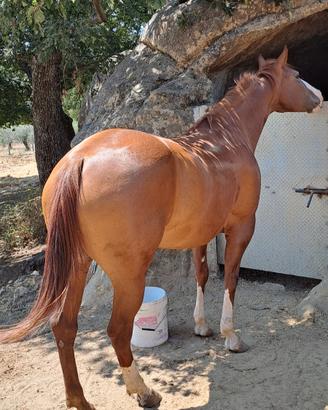 cavalla paint con certificati 
