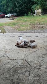 Cuccioli Breton/Setter Bianco Arancio