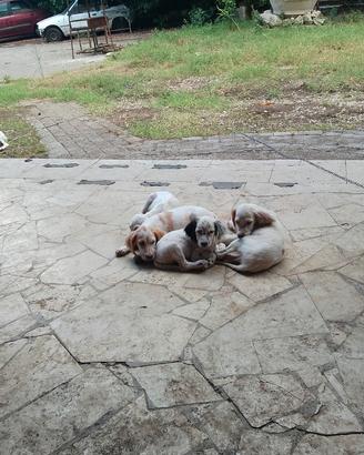 Cuccioli Breton/Setter Bianco Arancio