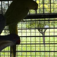 Pappagalli parrocchetti dal collare