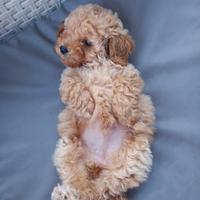 Barboncino toy femmina