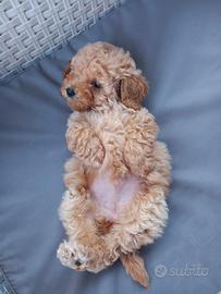 Barboncino toy femmina