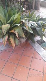 piante