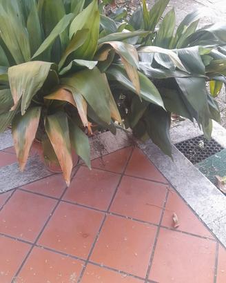 piante