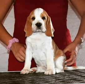 Cuccioli di Beagle