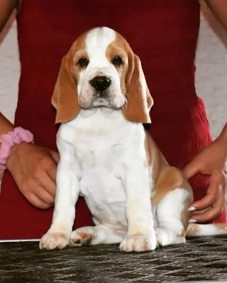 Cuccioli di Beagle