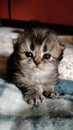 British longhair