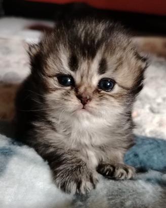 British longhair