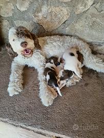 Cuccioli lagotto/springer tartufo