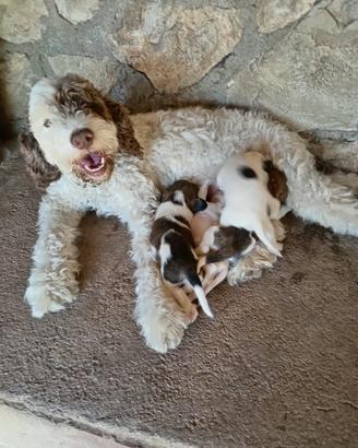 Cuccioli lagotto/springer tartufo