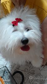 Coton de Tulear