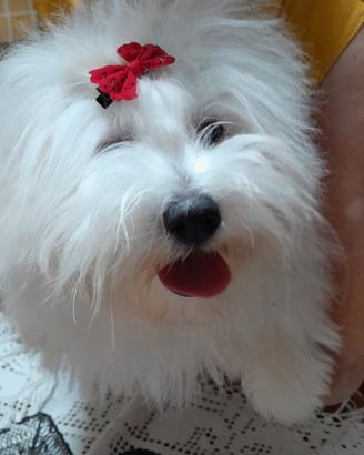Coton de Tulear