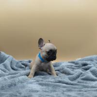 Bouledogue Francese