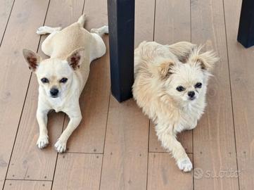 Chihuahua coppia