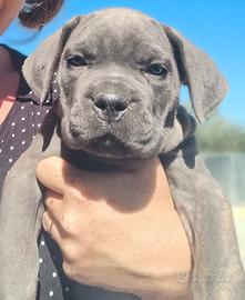Cucciolo femmina di cane corso