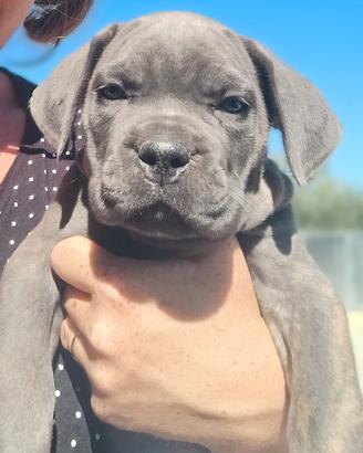 Cucciolo femmina di cane corso