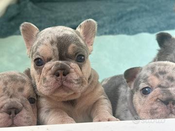 Bulldog francese esotico lilac tan merle