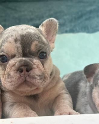 Bulldog francese esotico lilac tan merle