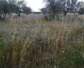 Terreno edificabile 200 m dal mare Gallipoli