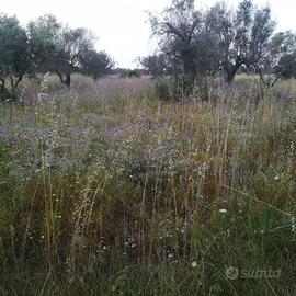 Terreno edificabile 200 m dal mare Gallipoli