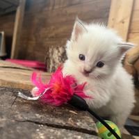 Ragdoll cucciole con pedigree