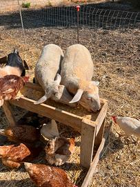 Pecore e montone 