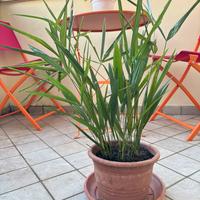 Palma-Pianta tropicale da interno o terrazzo