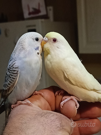 Cocoriti allevati a mano