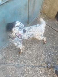 Setter di 4 anni , incinta