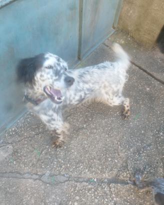 Setter di 4 anni , incinta