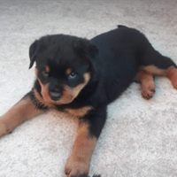 Rottweiler