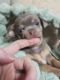 Chihuahua toy femmina lilac Tan 75 GG
