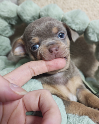 Chihuahua toy femmina lilac Tan 75 GG