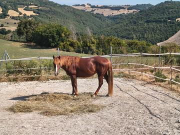 Puledro stallone