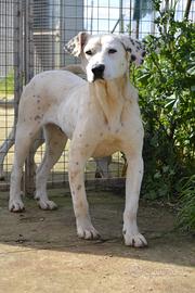 Fergus , cucciolo di 9 mesi da adottare